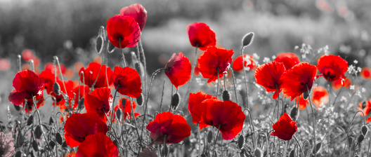 Remembrance Day - Wall of Honour