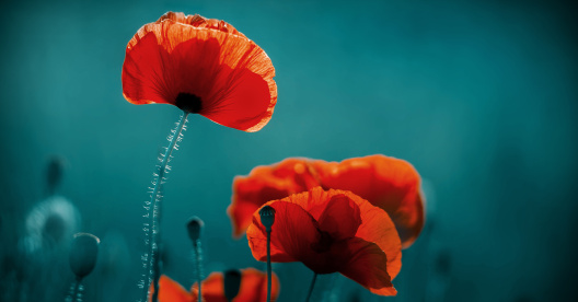 Remembrance Day and Wall of Honour