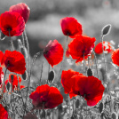 Remembrance Day - Wall of Honour