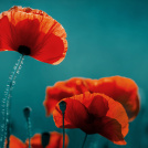 Remembrance Day and Wall of Honour